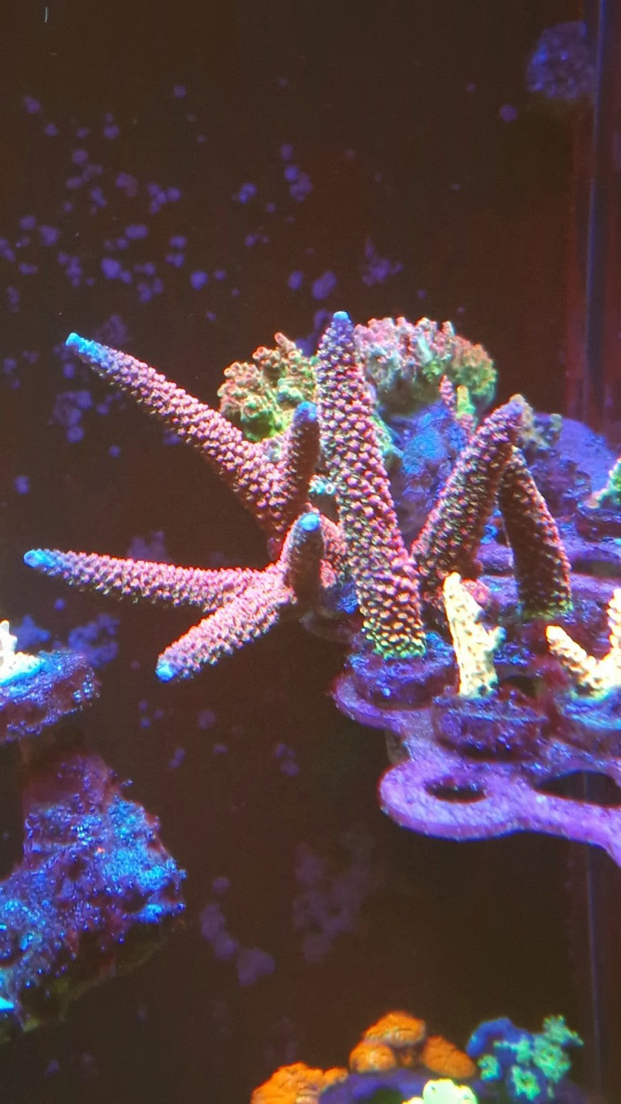 Below Deck Rainbow Staghorn – Large Coral Frag