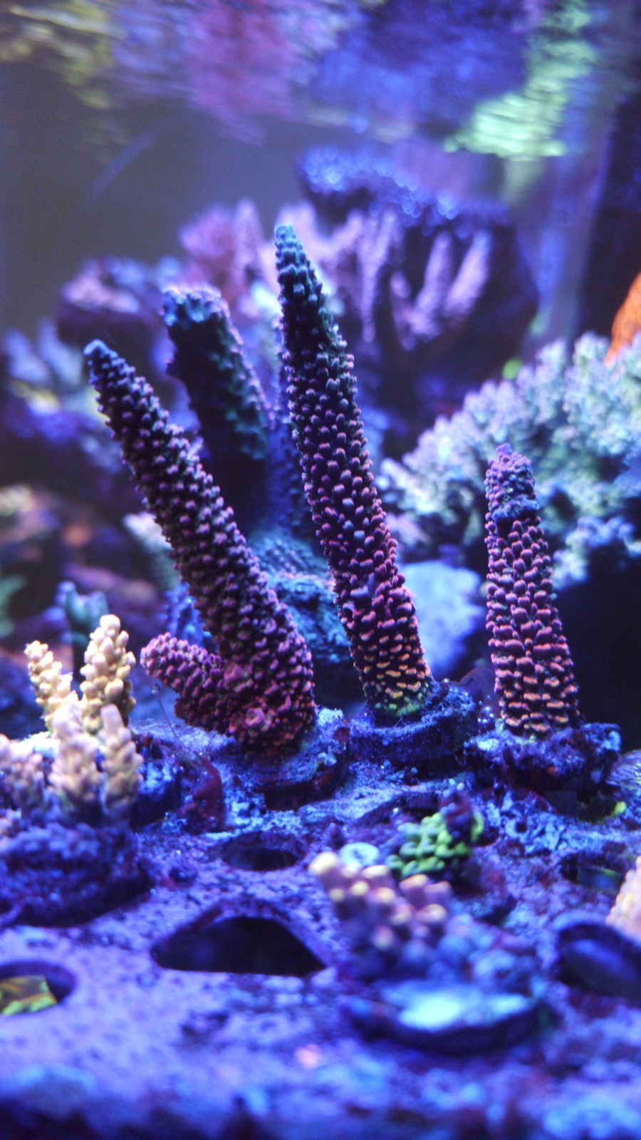 Below Deck Rainbow Staghorn – Large Coral Frag