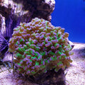 Pink Tip Frogspawn Euphyllia LPS Coral – 2 Head Frag