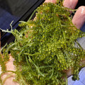 Caulerpa racemosa Live Marine Macro Algae