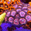 Pink Zipper Zoanthids – 7+ Head Frag