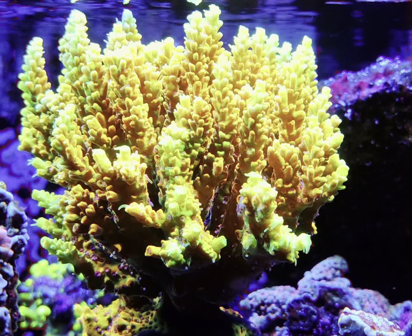 Pink Lemonade Acropora SPS Frags
