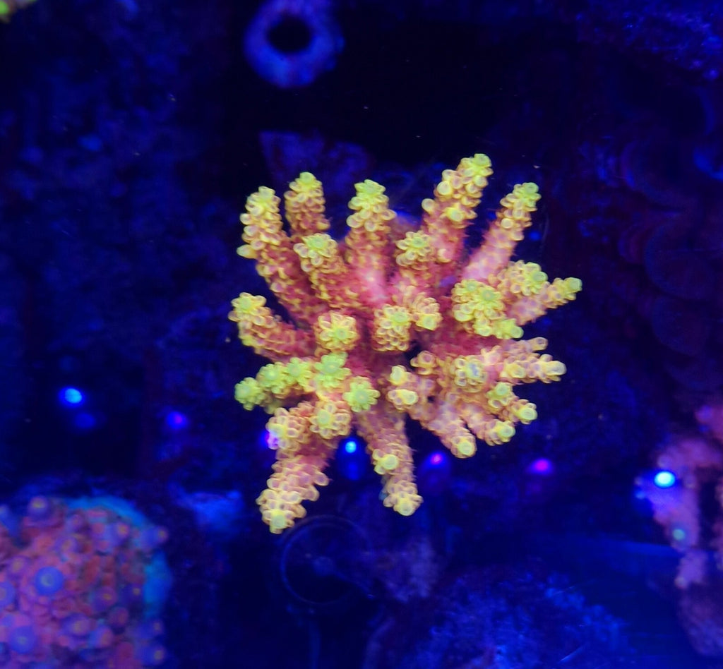 Pink Lemonade Acropora SPS Frags