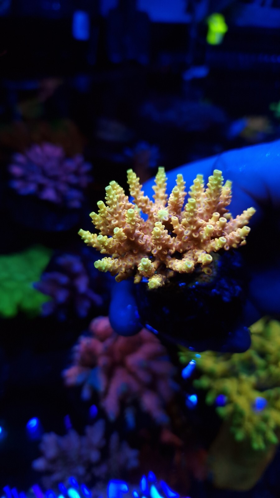 Pink Lemonade Acropora SPS Frags