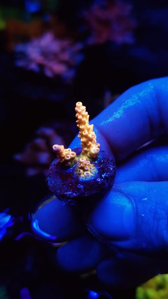 Pink Lemonade Acropora SPS Frags