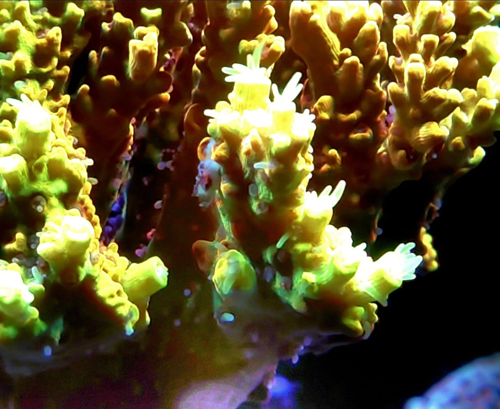Pink Lemonade Acropora SPS Frags