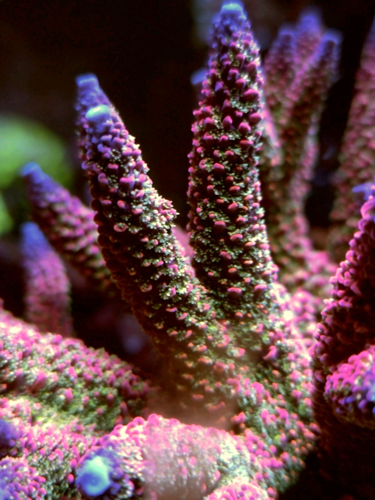 Below Deck Rainbow Staghorn – Large Coral Frag
