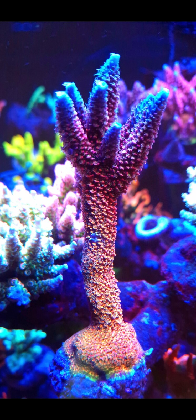 Below Deck Rainbow Staghorn – Large Coral Frag