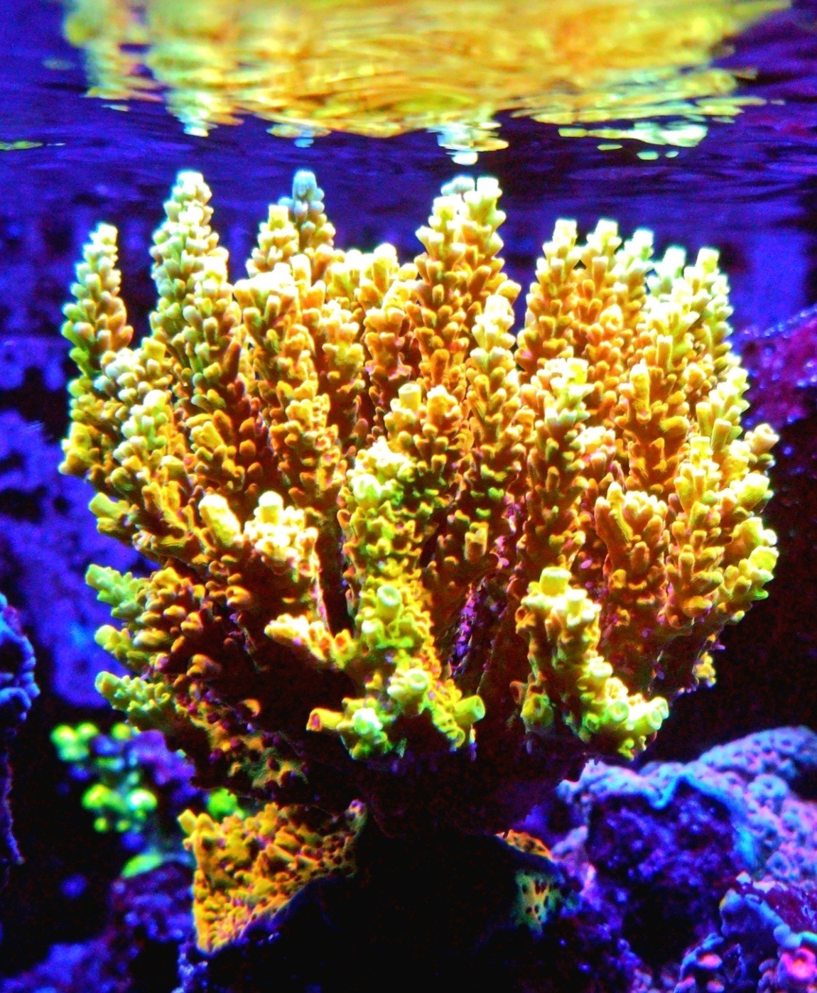 Pink Lemonade Acropora SPS Frags